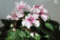 Light Green Cyclamen Flower seeds for Planting Seasonal Bloomer, Heirloom & GMO Free Seeds for Home Garden seeds for planting