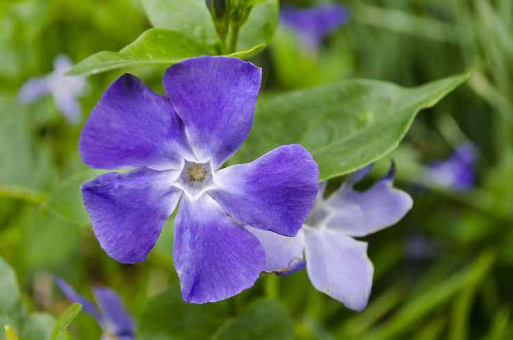 Browallia Flower seeds for Planting Shade Tolerant Heirloom & GMO Free Seeds for Home Garden