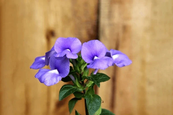 Browallia Flower seeds for Planting Shade Tolerant Heirloom & GMO Free Seeds for Home Garden