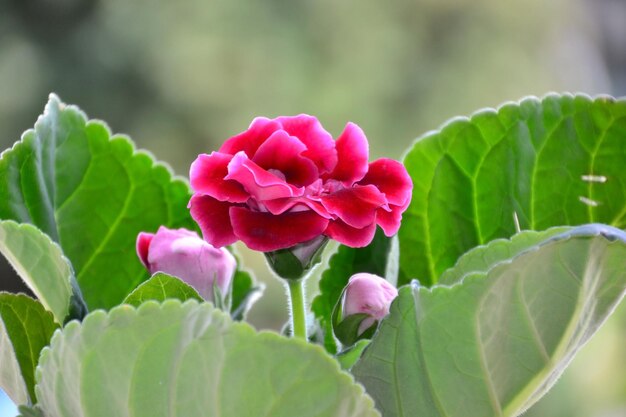 Premium Pink Gloxinia Brocade Flower seeds for Planting Drought Tolerant, Heirloom & GMO Free Seeds for Home Garden seeds
