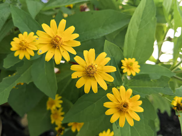 Lemmonii Flower seeds for Planting Bright Blooms, Heirloom & GMO Free Seeds for Home Garden vegetable and garden seeds