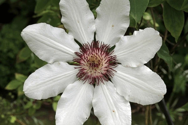 Heirloom Virginsbower Flower seeds for Planting Hardy Variety Heirloom & GMO Free Seeds for Home Garden
