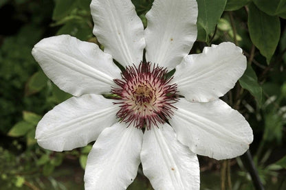 Heirloom Virginsbower Flower seeds for Planting Hardy Variety Heirloom & GMO Free Seeds for Home Garden