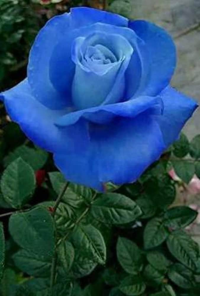 Thai Blue Rose Flower seeds for Planting Colorful Display, Heirloom & GMO Free Seeds for Home Garden vegetable and garden seeds