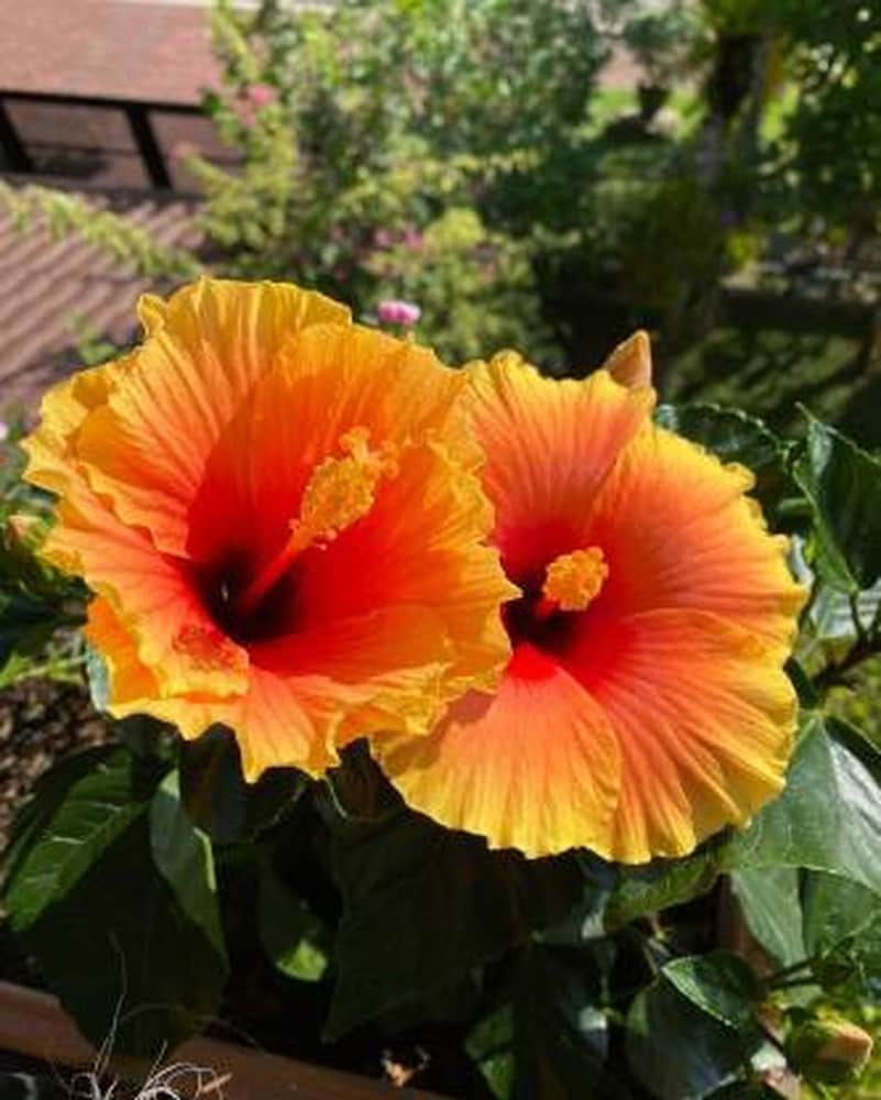 Premium Orange Hibiscus Rosa Sinensis Flower seeds for Planting Cut Flower Favorite, Heirloom & GMO Free Seeds for Home Garden seeds