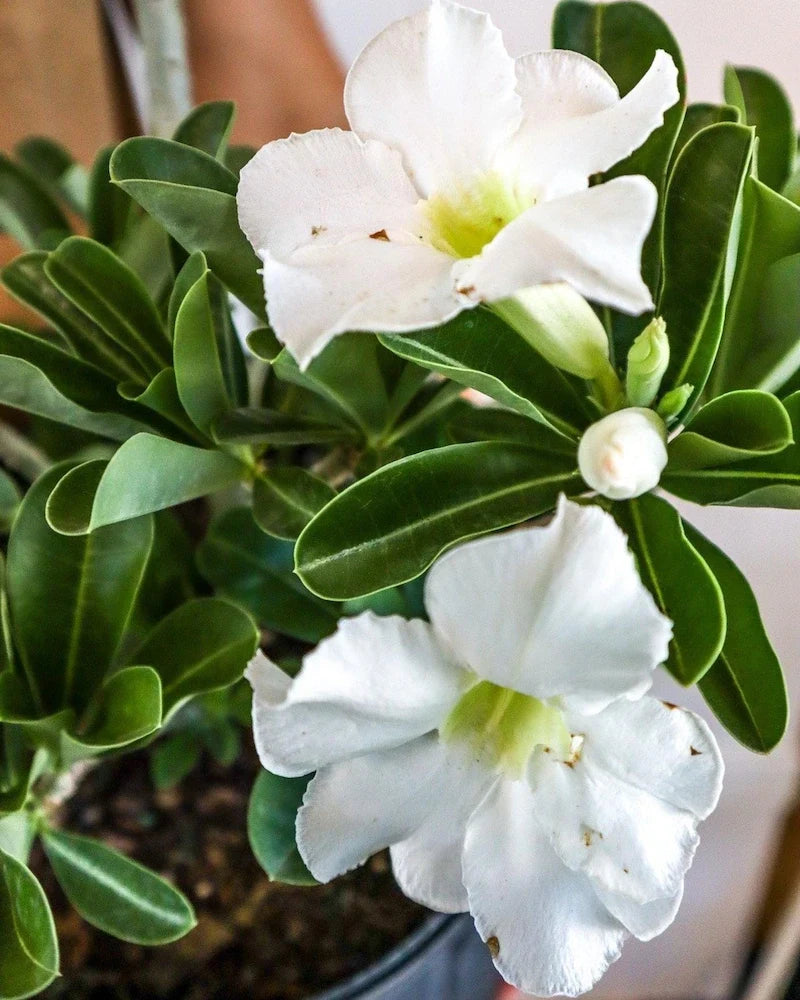 Premium White Adenium Flower seeds for Planting Colorful Display, Heirloom & GMO Free Seeds for Home Garden seeds