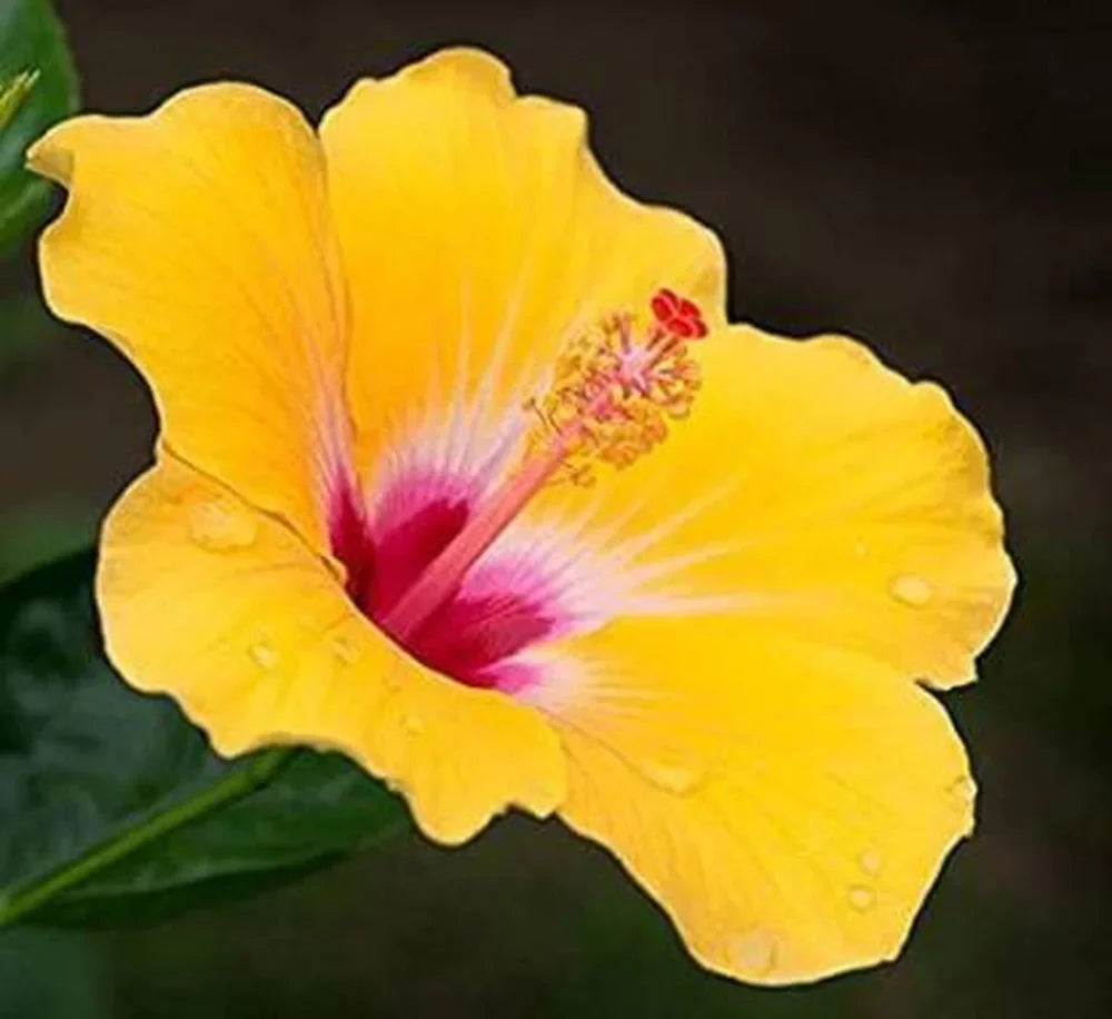 Premium Pink Yellow Hibiscus Flower seeds for Planting Shade Tolerant, Heirloom & GMO Free Seeds for Home Garden seeds