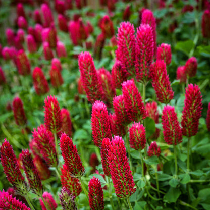 Red Clover Flower seeds for Planting - Easy to Grow, Heirloom & GMO Free Seeds for Home Garden
