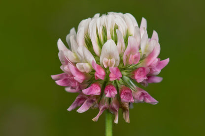 Bees and butterflies on Alsike Clover flowers