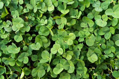 Dark Green Four Leaf Clover Seeds For Planting Plant Seeds