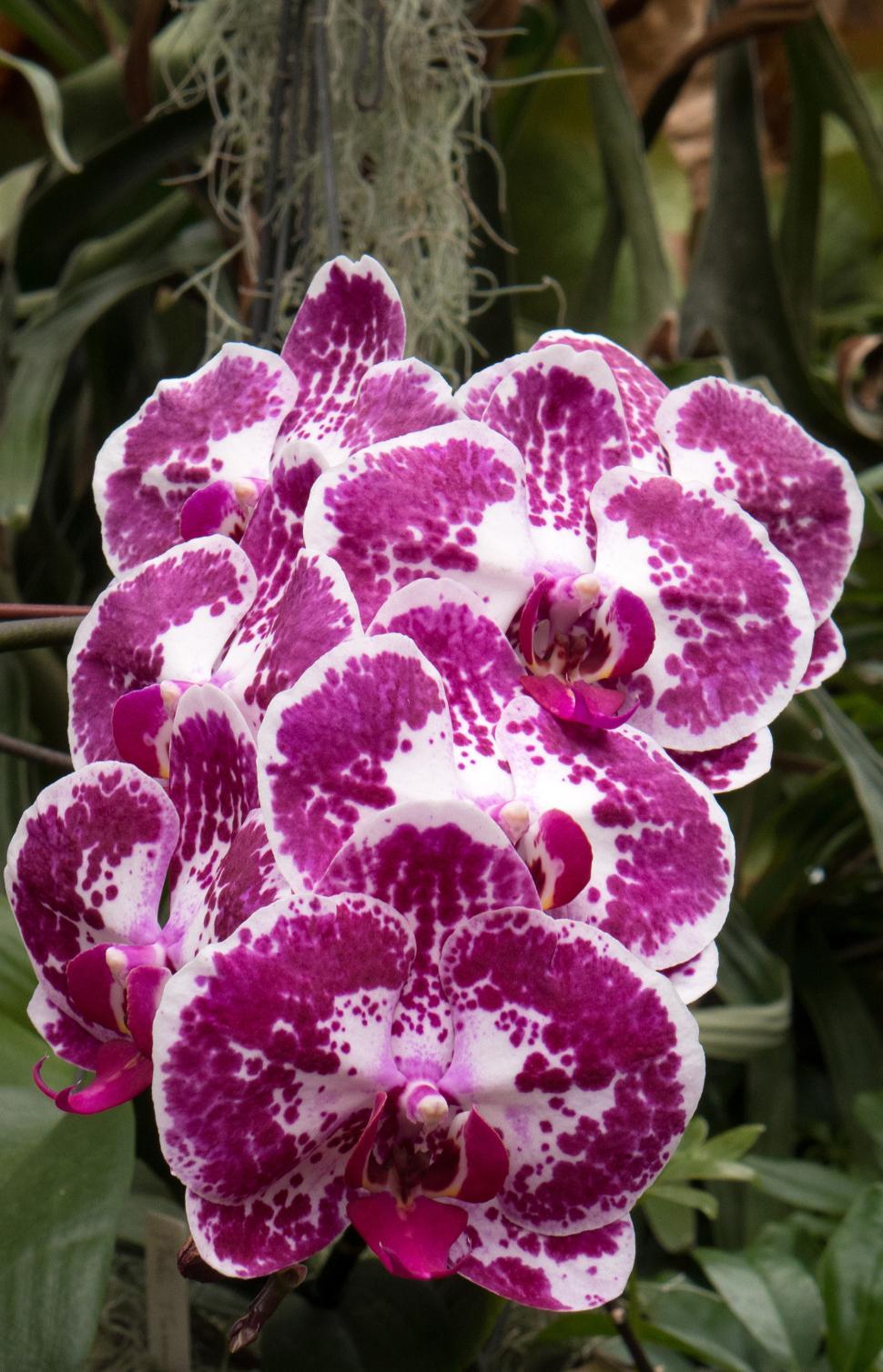 Premium Maroon Phalaenopsis Orchid Flower seeds for Planting Vibrant Colors, Heirloom & GMO Free Seeds for Home Garden seeds