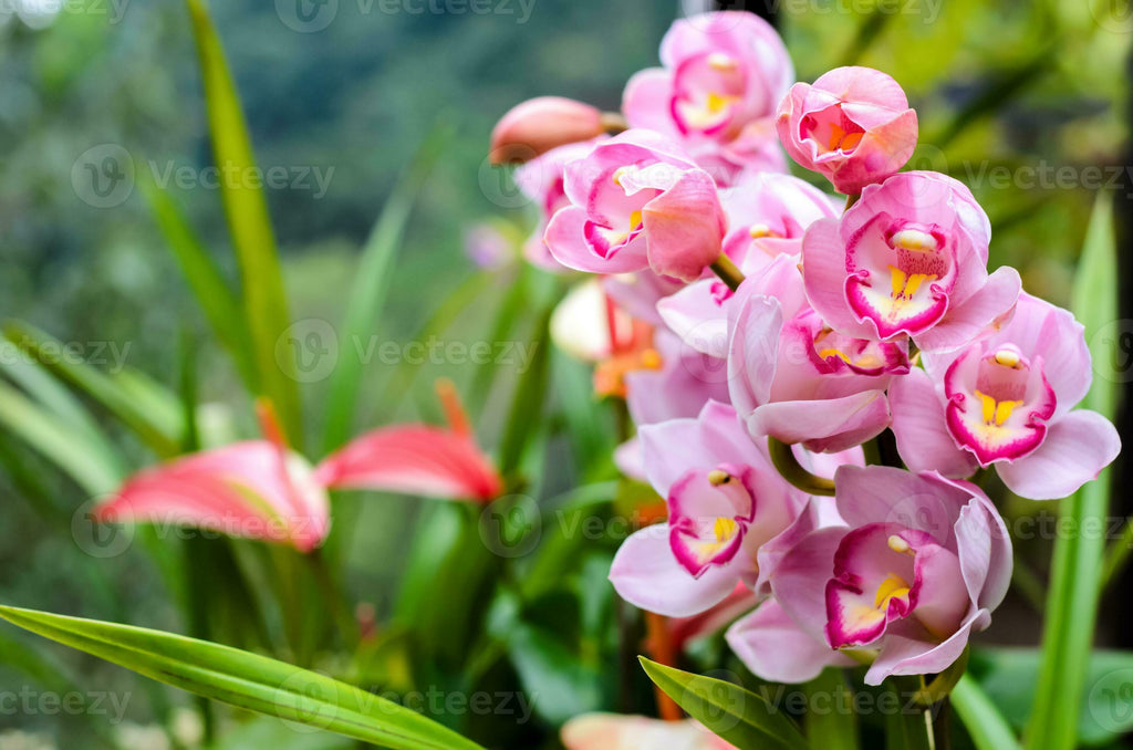 Premium Pale Pink Phalaenopsis Orchid Flower seeds for Planting Cut Flower Favorite, Heirloom & GMO Free Seeds for Home Garden seeds