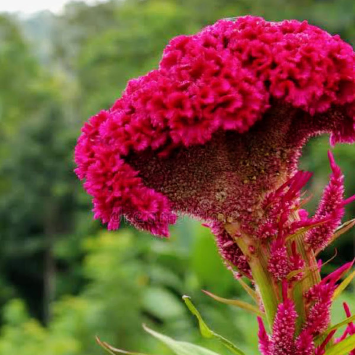 Heirloom Rooster Flower seeds for Planting Colorful Display Heirloom & GMO Free Seeds for Home Garden