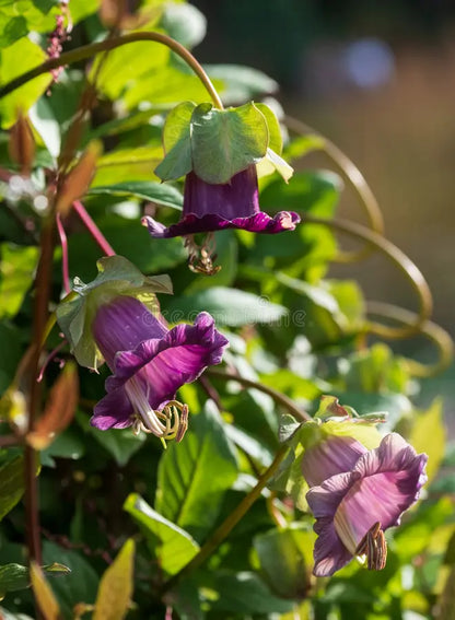 Cobaea Scandens Flower seeds for Planting Premium Quality Heirloom & GMO Free Seeds for Home Garden