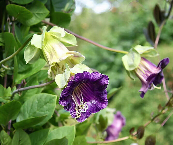 High quality Cup & Saucer Flower seeds for Planting Wildflower Mix Heirloom & GMO Free Seeds for Home Garden seeds pack
