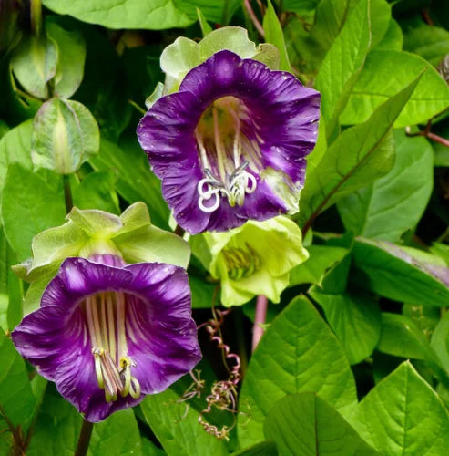 Cup & Saucer Flower seeds for Planting Wildflower Mix Heirloom & GMO Free Seeds for Home Garden vegetable and garden seeds