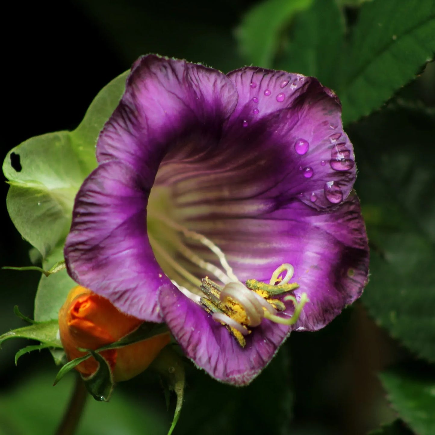 Heirloom Cobaea Scandens Flower seeds for Planting Low Maintenance Heirloom & GMO Free Seeds for Home Garden