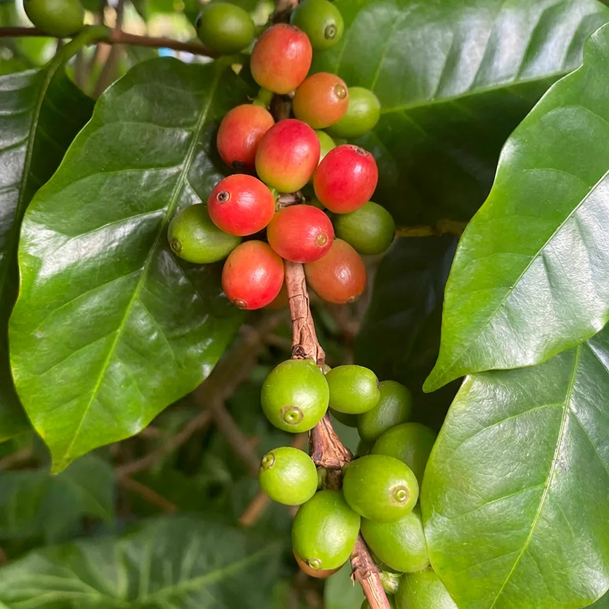 Arabica Coffee Tree (Coffea arabica) Shrub Seeds – Grow Your Own Coffee!