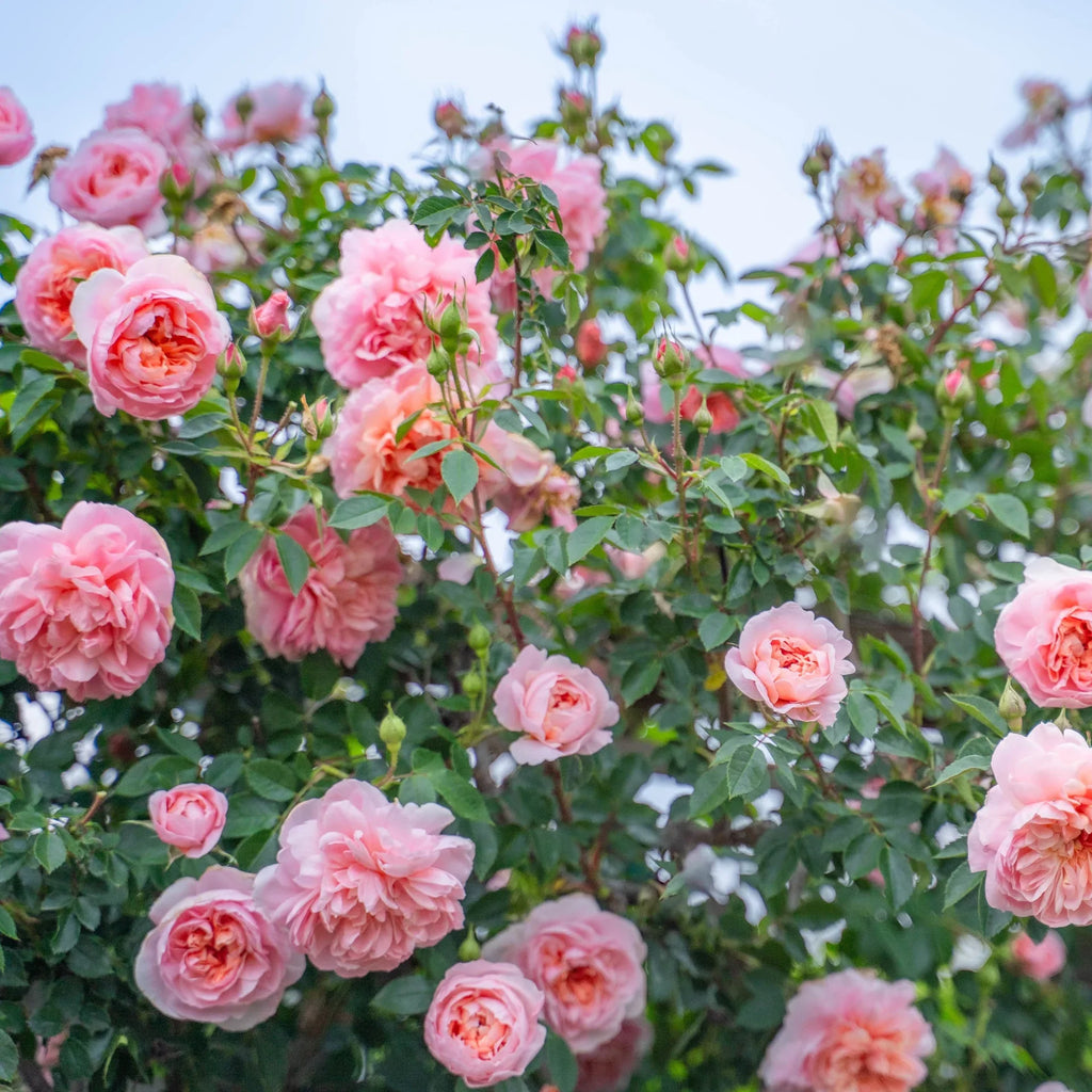 Cream Climbing Rose Flower seeds for Planting Compact Growth, Heirloom & GMO Free Seeds for Home Garden vegetable and garden seeds