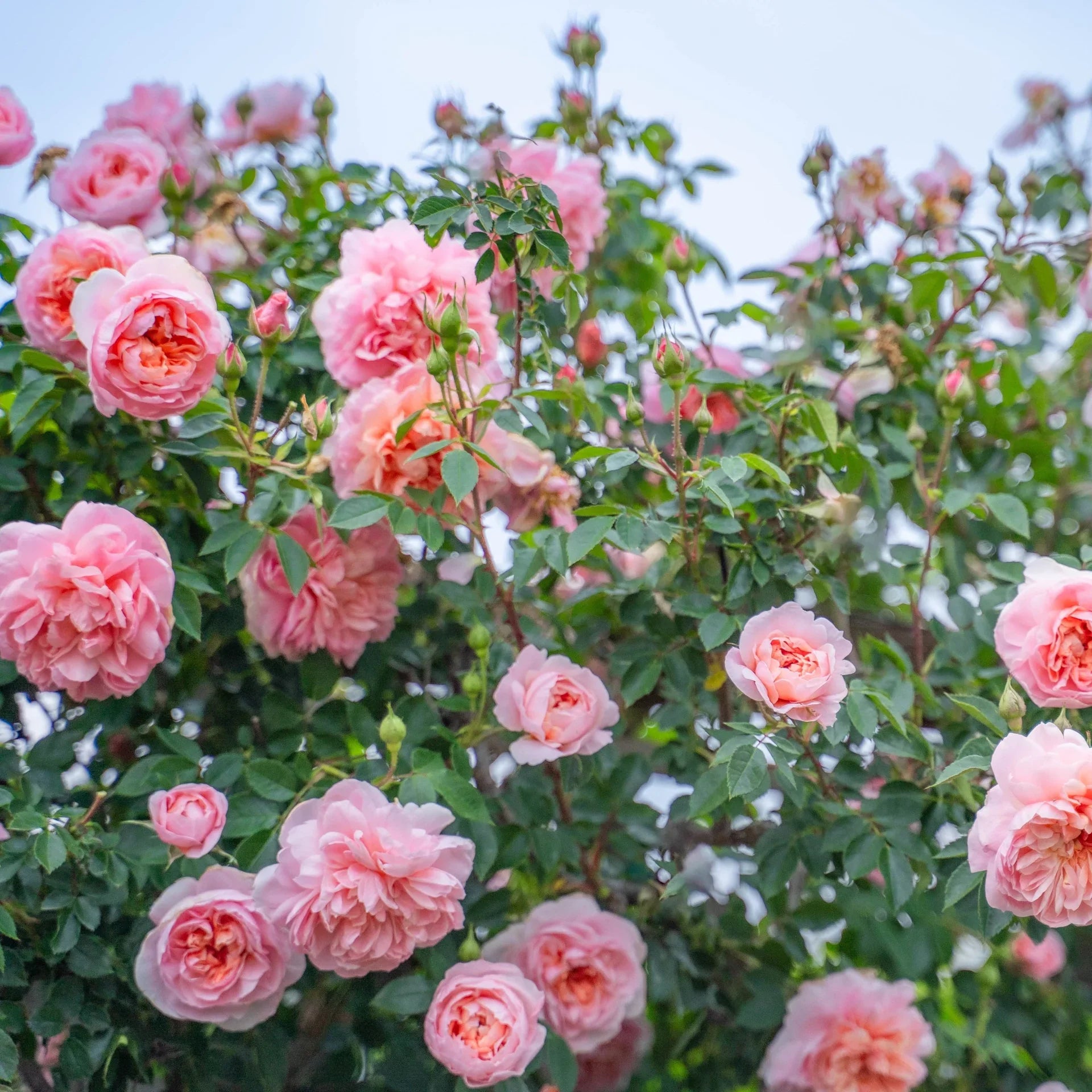 Cream Climbing Rose Flower seeds for Planting Compact Growth, Heirloom & GMO Free Seeds for Home Garden vegetable and garden seeds