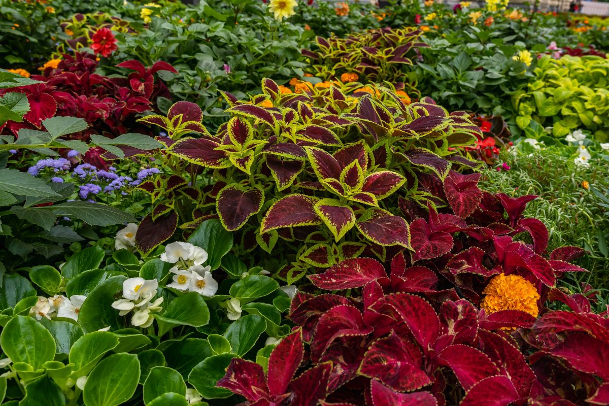 Coleus Flower seeds for Planting Compact Growth, Heirloom & GMO Free Seeds for Home Garden vegetable and garden seeds