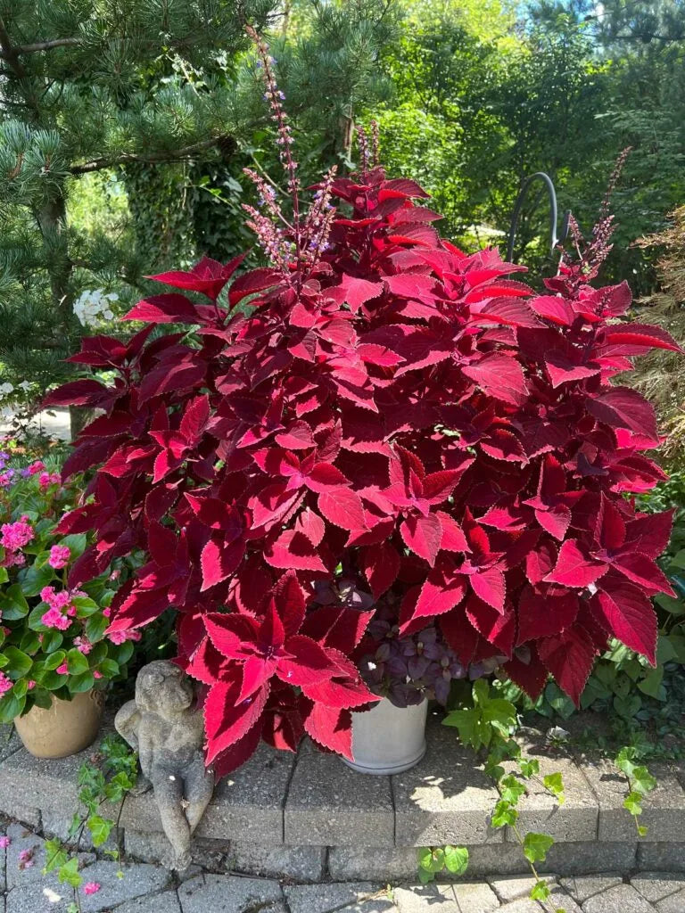 Coleus (Coleus Flowering) seeds for planting in home garden