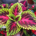 Green Brown Coleus Flower seeds for Planting Cottage Garden Essential, Heirloom & GMO Free Seeds for Home Garden seeds for planting