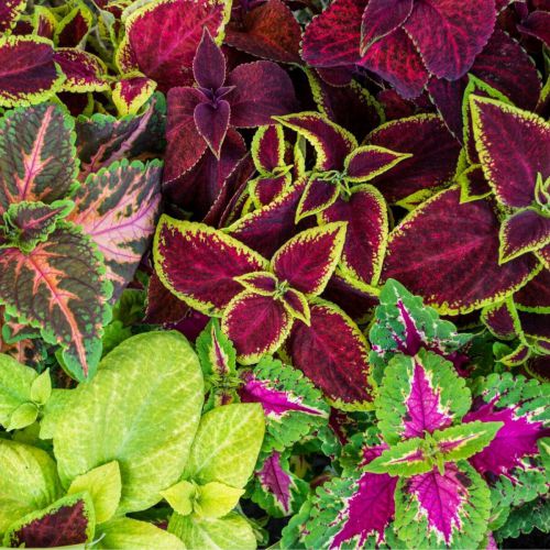 Green Pink Coleus Flower seeds for Planting Colorful Display Heirloom & GMO Free Seeds for Home Garden