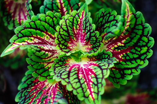Premium Coleus Flower seeds for Planting Compact Growth, Heirloom & GMO Free Seeds for Home Garden seeds