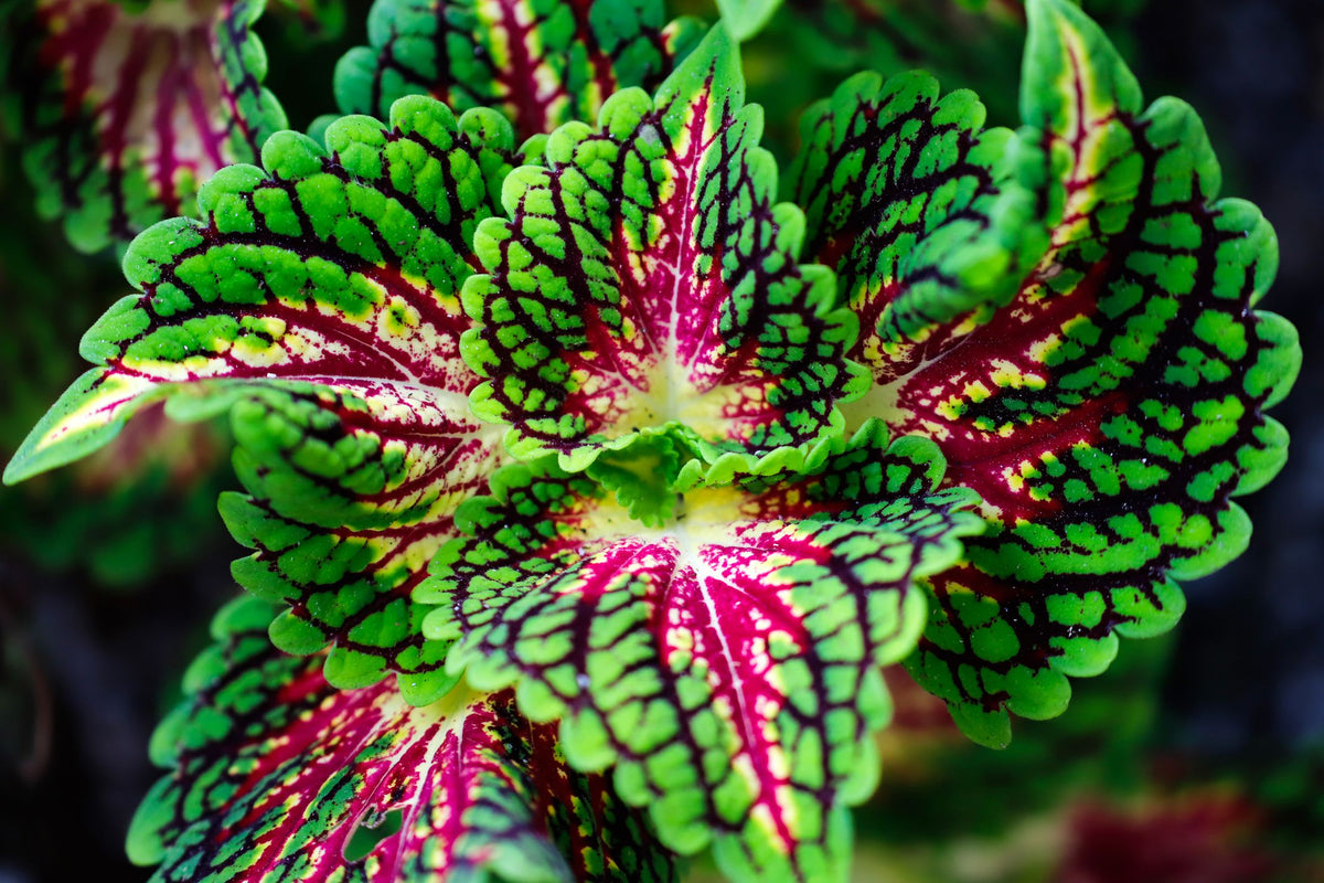 Coleus Flower seeds for Planting Fragrant Blossoms Heirloom & GMO Free Seeds for Home Garden