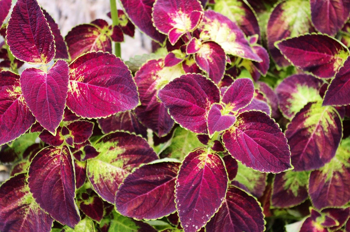 Vibrant Coleus Plant Seeds For Thriving Gardens