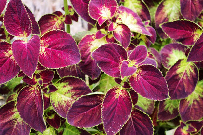 Vibrant Coleus Plant Seeds For Thriving Gardens