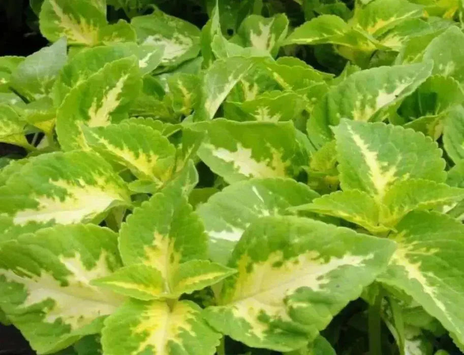Premium Yellow Green Coleus Flower seeds for Planting Colorful Display, Heirloom & GMO Free Seeds for Home Garden Sale seeds