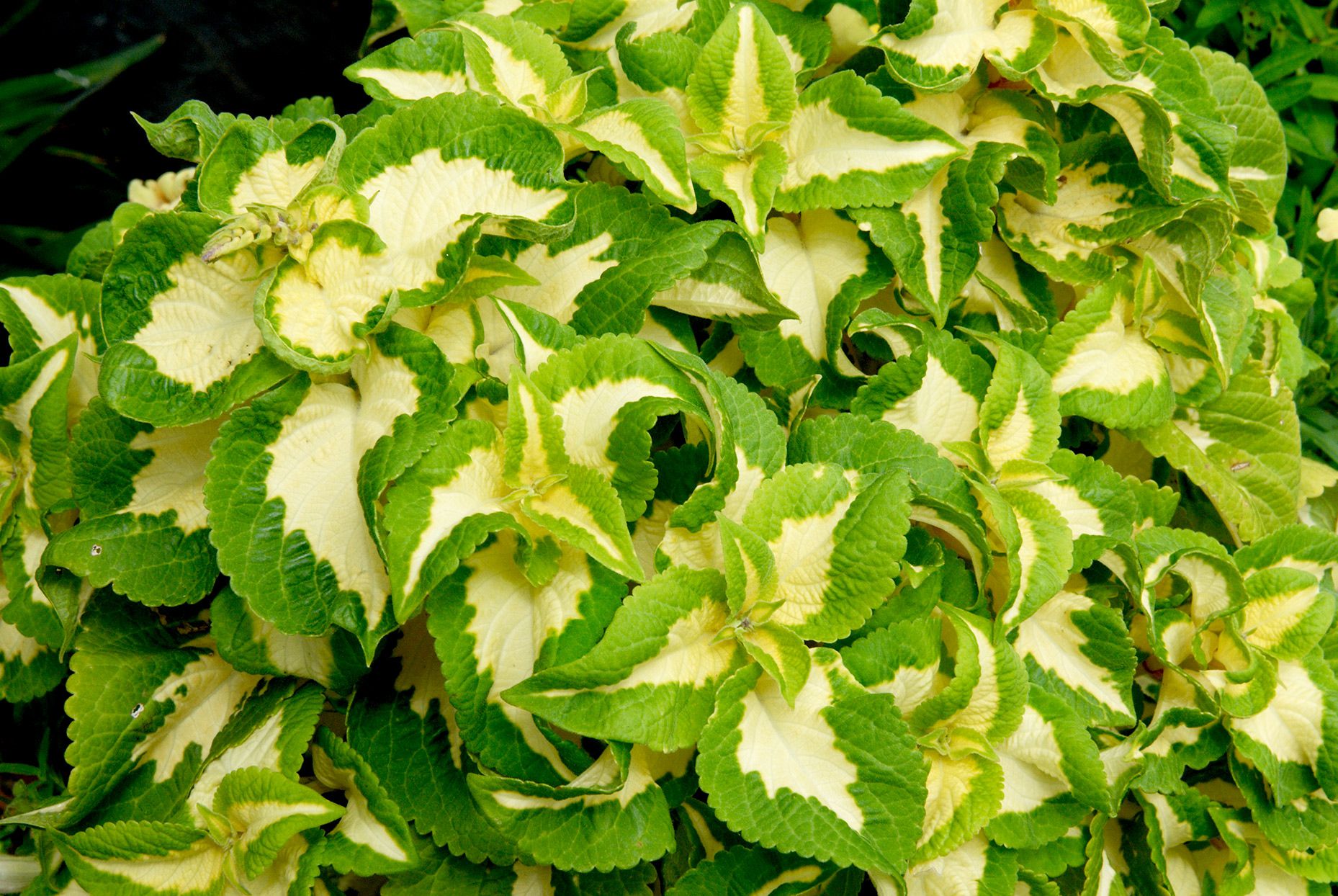 High quality Green White Coleus Flower seeds for Planting Bright Blooms, Heirloom & GMO Free Seeds for Home Garden seeds pack