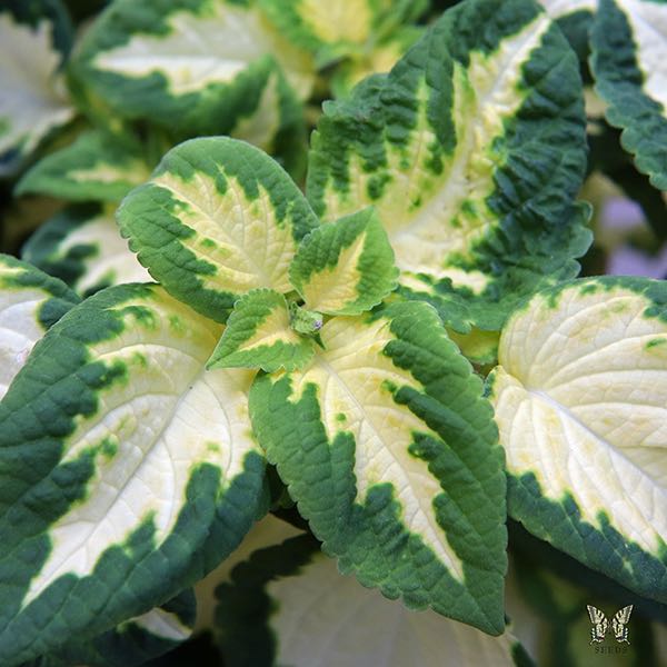 Yellow Green Coleus Flower seeds for Planting Colorful Display, Heirloom & GMO Free Seeds for Home Garden Sale seeds for planting