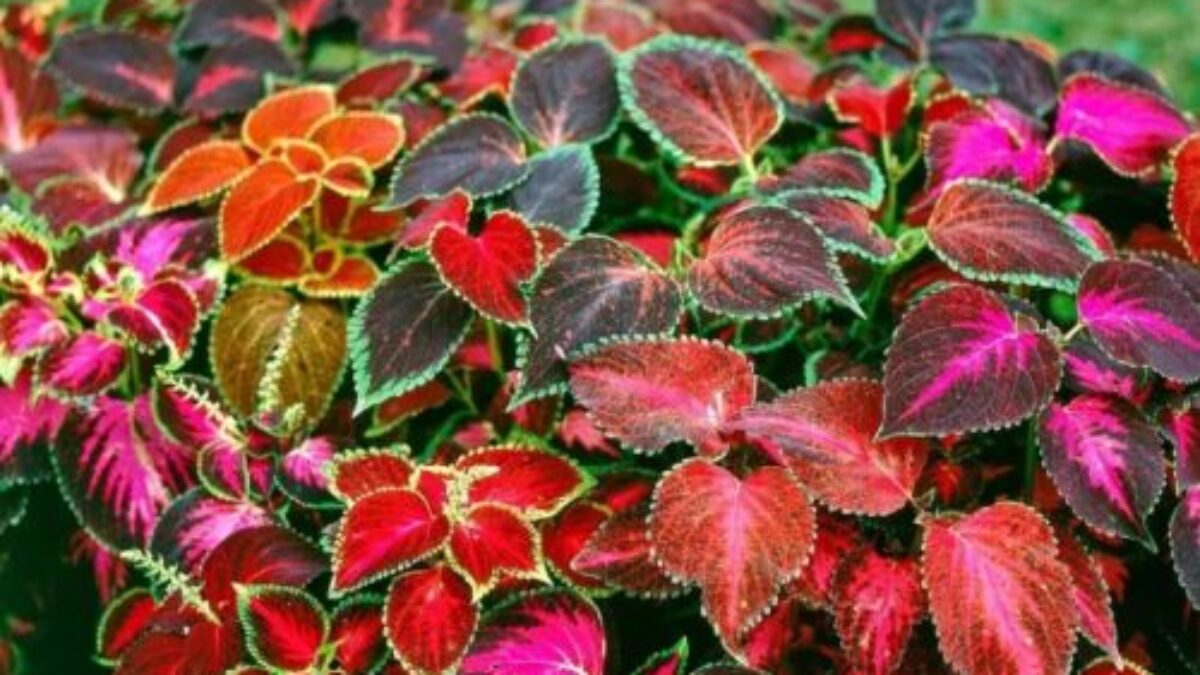 Coleus Flower seeds for Planting Pollinator Friendly, Heirloom & GMO Free Seeds for Home Garden vegetable and garden seeds