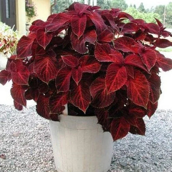 Red Dragon Coleus Flower seeds for Planting Premium Quality Heirloom & GMO Free Seeds for Home Garden