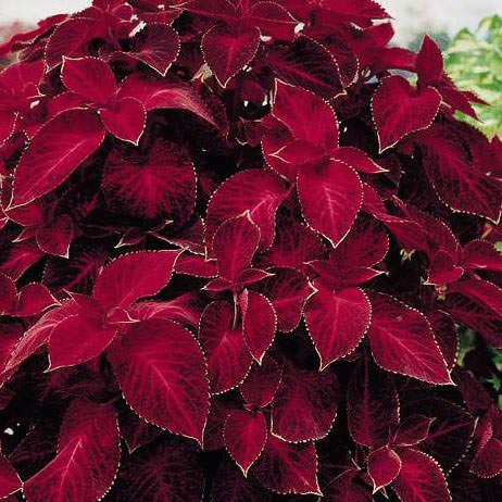 Premium Red Coleus Flower seeds for Planting Sun Loving, Heirloom & GMO Free Seeds for Home Garden seeds