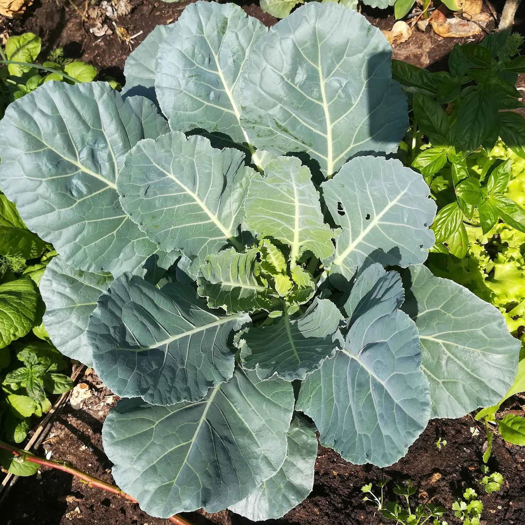 High quality Green Collard Flower seeds for Planting Bright Blooms, Heirloom & GMO Free Seeds for Home Garden seeds pack