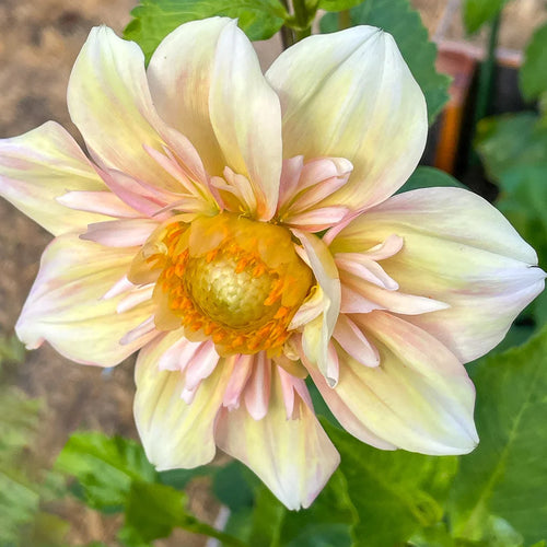 Premium Collarette Dahlia Flower seeds for Planting Vibrant Colors, Heirloom & GMO Free Seeds for Home Garden seeds