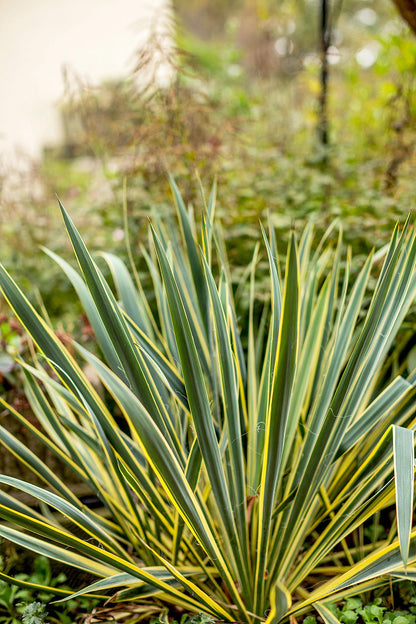 Yucca Planting Seeds For Hardy Landscapes