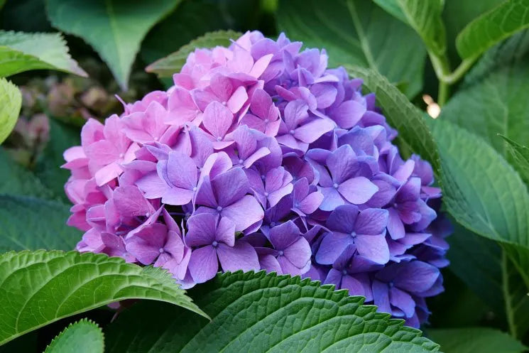 High quality Blue Purple Hydrangea Flower seeds for Planting Easy to Grow, Heirloom & GMO Free Seeds for Home Garden seeds pack
