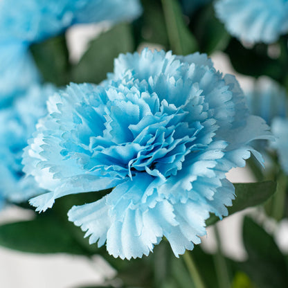 Carnation Flower Seeds for Planting - Blue Variety