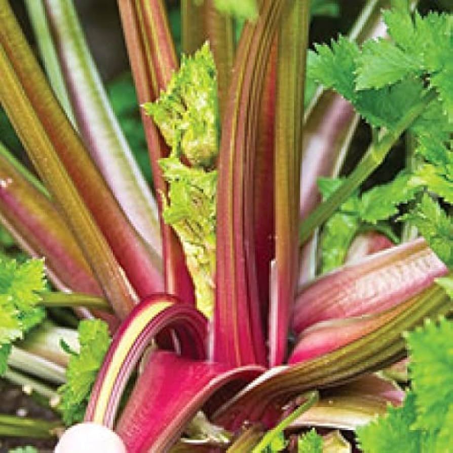 Harvested red and pink celery stalks with green leaves