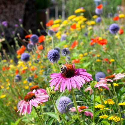 Perennial Flower seeds for Planting Garden Favorite Heirloom & GMO Free Seeds for Home Garden