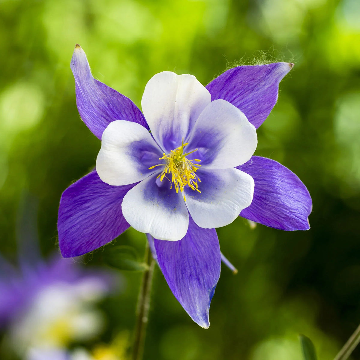 Colorado Flower seeds for Planting - Compact Growth, Heirloom & GMO Free Seeds for Home Garden