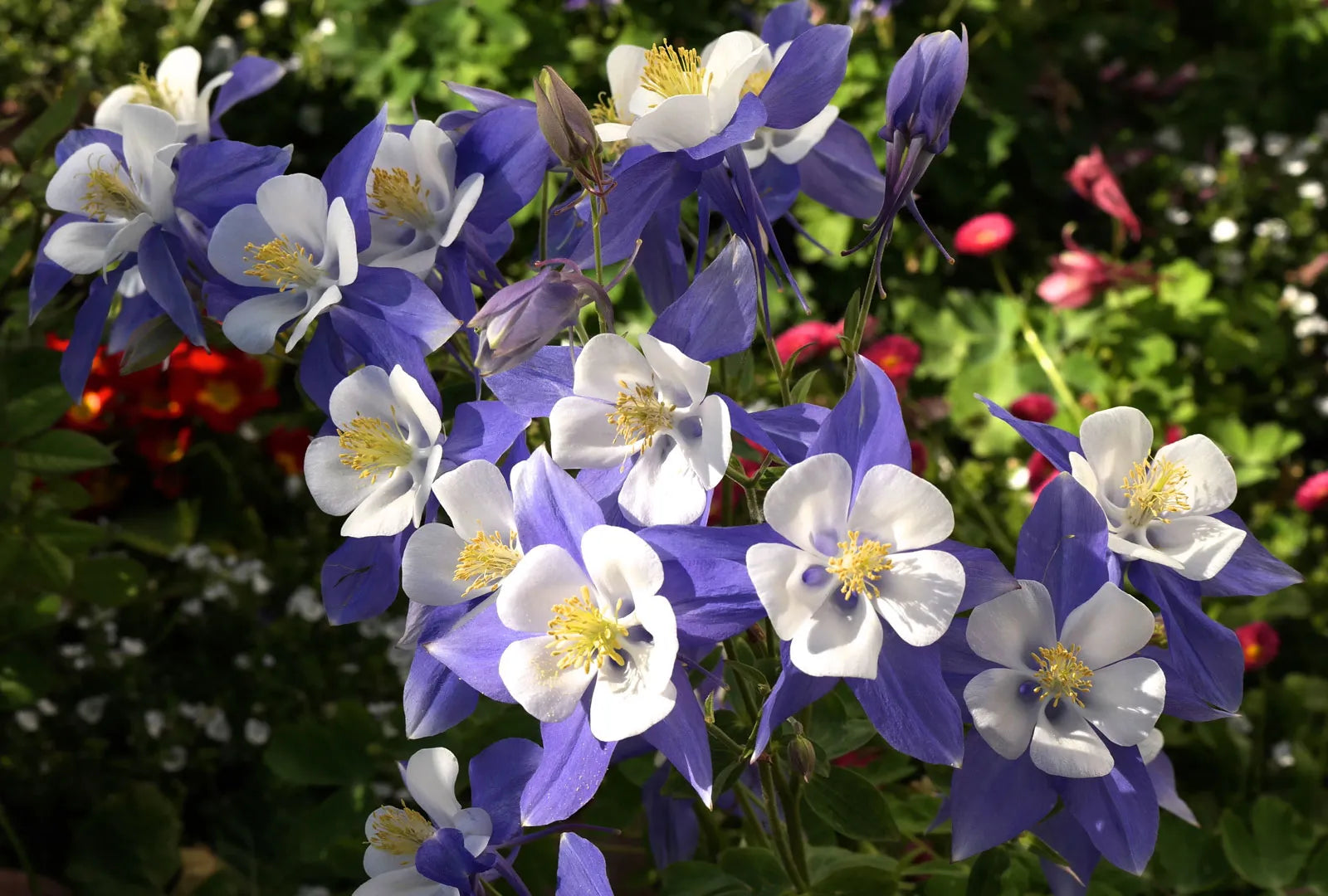Columbine Flower Seeds for Planting