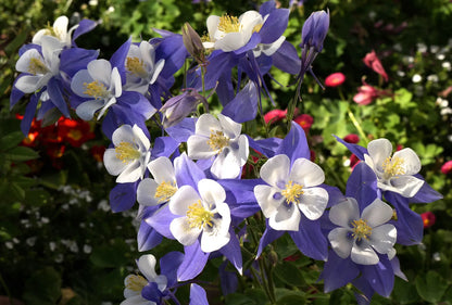 Columbine Flower Seeds for Planting