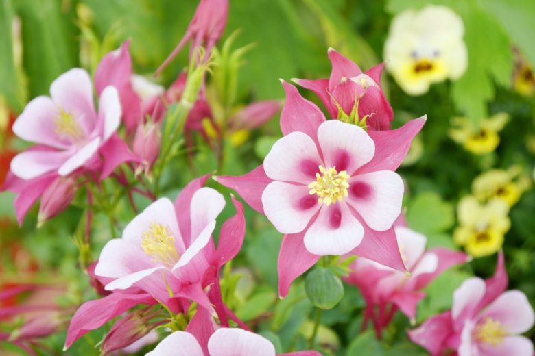 Columbine Viridiflora Flower seeds for Planting Drought Tolerant Heirloom & GMO Free Seeds for Home Garden