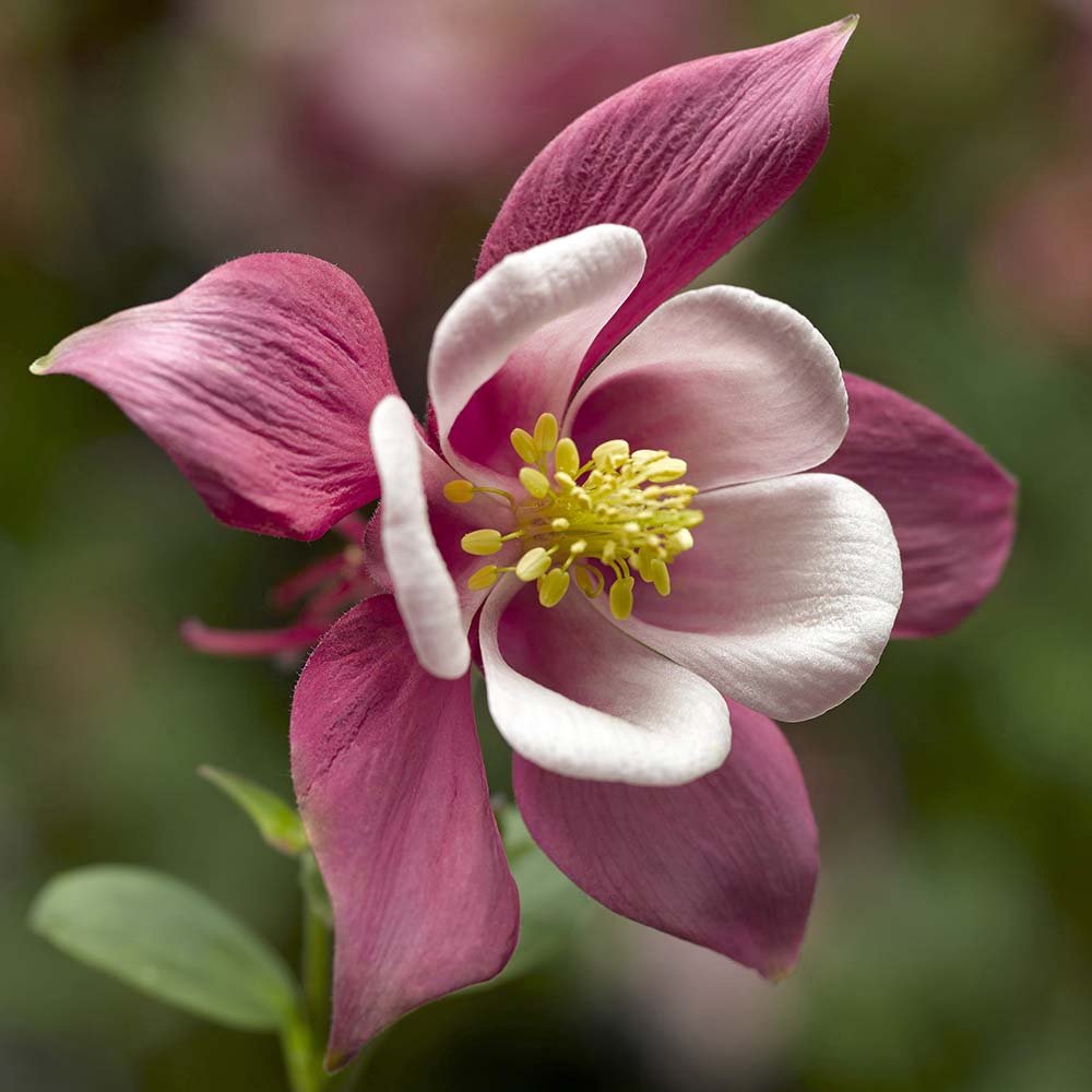Pale Pink Columbines Flower seeds for Planting Colorful Display, Heirloom & GMO Free Seeds for Home Garden seeds for planting